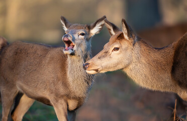 Close up of a Red deer hind with a calf