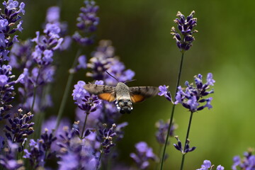 Lavender flowers and bug