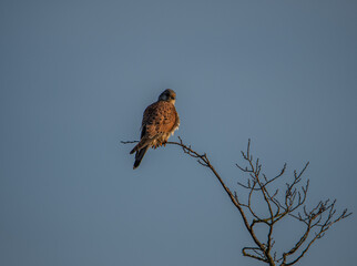 Turmfalke