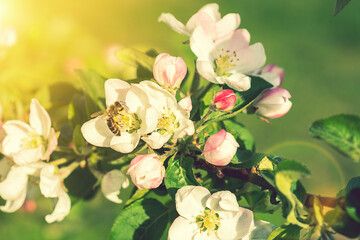 Beautiful blooming apple trees in spring park close up. Apple trees flowers. the seed-bearing part of a plant, consisting of reproductive organs. Blooming apple tree. Spring flowering of trees. toned