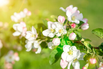 Naklejka na ściany i meble Beautiful blooming apple trees in spring park close up. Apple trees flowers. the seed-bearing part of a plant, consisting of reproductive organs. Blooming apple tree. Spring flowering of trees. toned