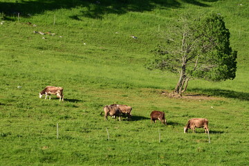 Cows on a green hill