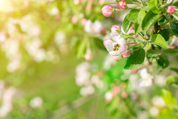 Beautiful blooming apple trees in spring park close up. Apple trees flowers. the seed-bearing part of a plant, consisting of reproductive organs. Blooming apple tree. Spring flowering of trees. toned