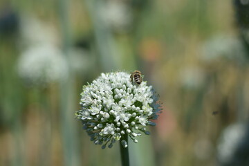 Bee on a onion flower