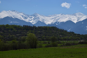 Green field and trees with snowy mountains in the background