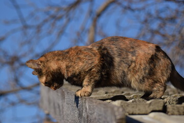 Multicolored cat on a roof