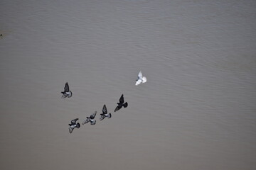 Flock of pigeons over water