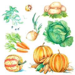 Large set of vegetables and herbs. Pumpkin, corn, onion, carrot, potato, chestnut, basil, cabbage