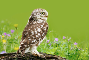 Little owl perched on a log in a meadow