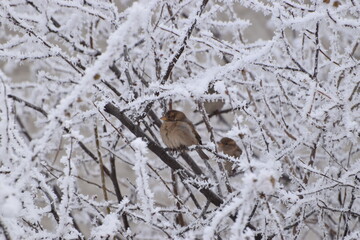 Small birds on frost covered bush