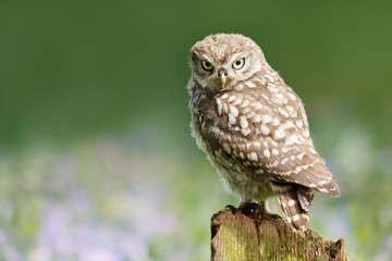 Little owl perched on a post against colorful background