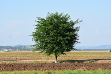 Starburst shaped tree in a field