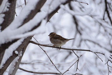 Small bird on a frost covered bush
