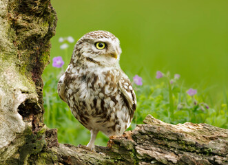 Little owl perched on a log in a meadow