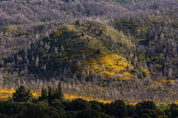 Bloomed colorful yellow bushes during spring time in Los Alerces National Park, Patagonia, Argentina	