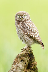 Close up of a Little Owl perching on a post