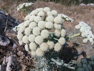 flower in the mountains