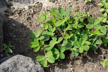 Peanut plant aerial part.