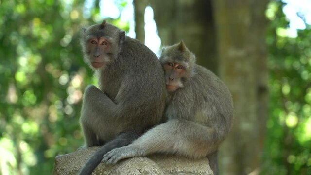 Together is better. A rare scene is showing a lovely monkey couple in their natural environment.
