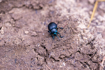 Scarabeo 
