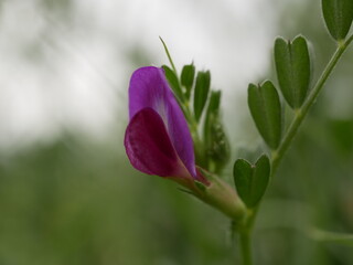 Herbaceous bean plant with purple flower. Flowering of new flowers on a sunny spring day.