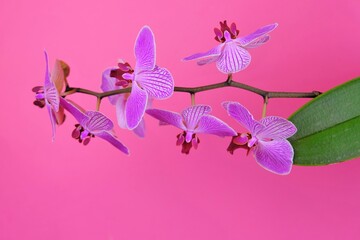 Orchid flower. Pink orchid branch on a bright pink background.Floral beautiful background. copy space.Lilac orchid flower	
