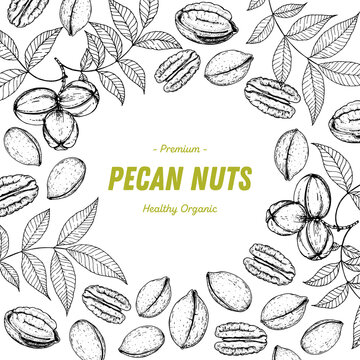 Pecan nuts hand drawn sketch. Nuts vector illustration. Organic healthy food. Great for packaging design. Engraved style. Black and white color.