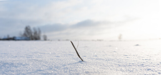 in the middle of a snowy grain field stands a tree lit by romantic sunset light