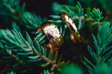 Gold wedding rings on a spruce branch