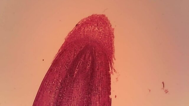 Microscope Zea Root Tip Longitudinal Section 1200x