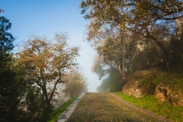 foggy morning on the road