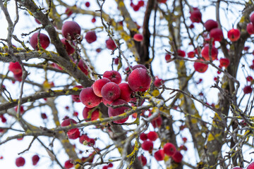 agriculture, apple, apple tree, background, beautiful, branch, christmas, climate, cold, color, covered, day, december, fall, food, fragility, fresh, frost, frosted, frosty, frozen, fruit, garden, gar
