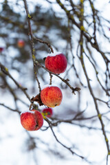 agriculture, apple, apple tree, background, beautiful, branch, christmas, climate, cold, color, covered, day, december, fall, food, fragility, fresh, frost, frosted, frosty, frozen, fruit, garden, gar