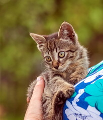 Home kitten on a woman's chest close-up against the background of tree leaves in summer