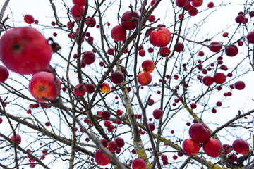 agriculture, apple, apple tree, background, beautiful, branch, christmas, climate, cold, color, covered, day, december, fall, food, fragility, fresh, frost, frosted, frosty, frozen, fruit, garden, gar