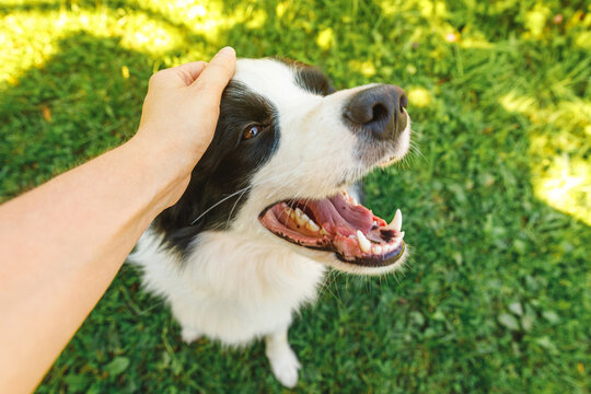 Woman hand stroking puppy dog border collie in summer garden or city park outdoor. Close up dog portrait. Owner playing with dog friend. Love for pets friendship support team concept.