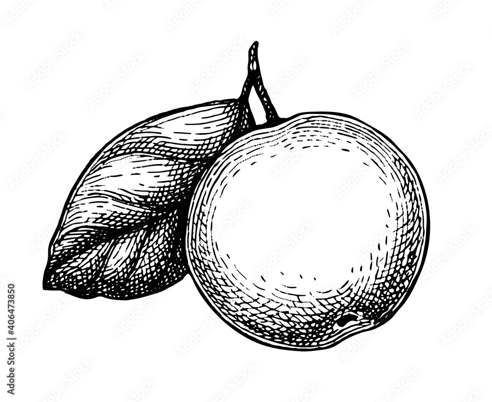 Canvas Prints ink sketch of apple.
