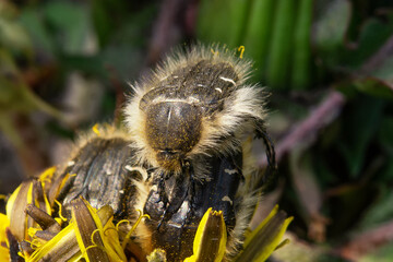 Beetle Shaggy Bronze destroys the future harvest . Shaggy bronze - a pest in a flowering garden.