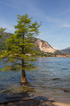 Lone tree grows in unusual setting - A tree grows within a lake in Italy