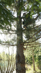 Drone pilot recovering crashed drone from a high tree at Lake Ruataniwha on the South Island of New Zealand.