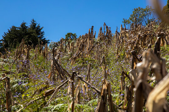 Traditional field of corn in Honduras, where plat is broken to accelerate the drying of cobs 