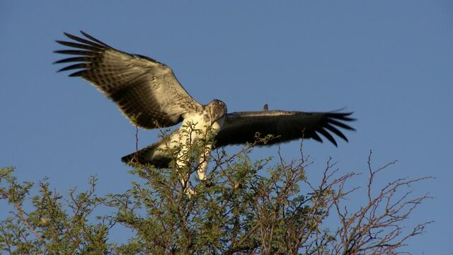 Wide shot of a Martial Eagle trying to balance with its wings on high up in the treetops, filmed in the Kalahari. 