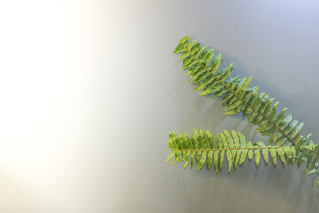 Nephrolepis fern background with some spare space for text