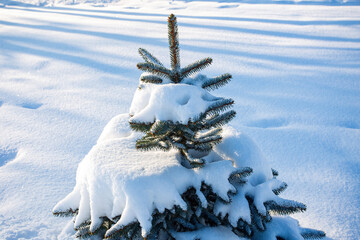 A young blue spruce adorned after a snowfall