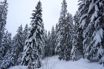 winter landscape and trees covered with snow