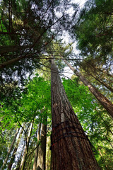 Fototapeta premium Mystical View of the Rain Forest, Alice Lake Provincial Park, Squamish, North of Vancouver, British Columbia, Canada.