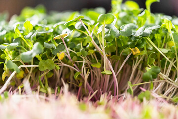 Microgreens