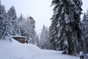 winter landscape and trees covered with snow