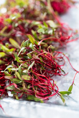 Radish microgreens