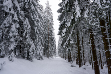 winter landscape and trees covered with snow